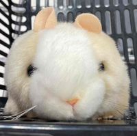 ヘンリー