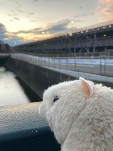 ぼく、おちるかしんぱいでした