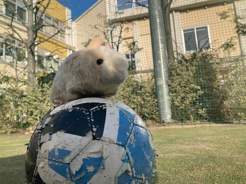 さっかーぼーると、ぼく