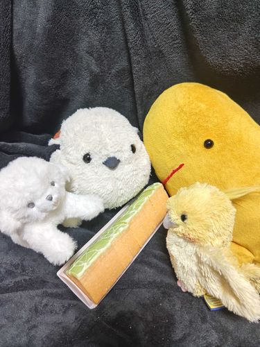 メロンの三方六を買ってきたよ！なかまたちみんなで食べようね〜