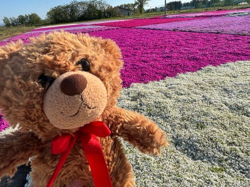 びびちゃんび！
芝桜を見てきたびー！
こんなにたくさんの芝桜を見たのは初めてび！
上手にお世話してて、すごいびよねー！