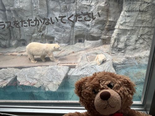 びびちゃんび！
白くまの赤ちゃんが産まれたびから、見に行ってきたび！
向かって左がお母さんで、右にいるのが子どもびー！！
可愛らしいお顔してたび！