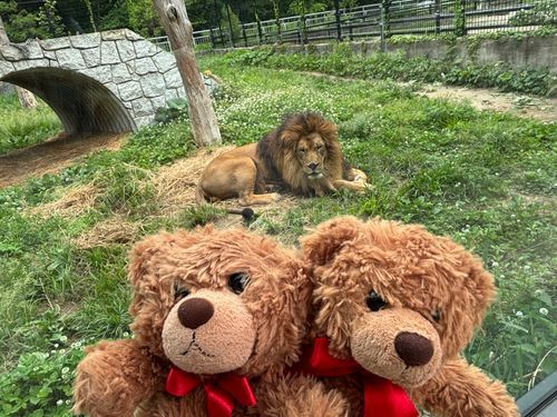 びびちゃんび！
ライオンとも写真撮ったび！
……なんだか、こっちを見て狙ってるように感じるびよ……？？💦