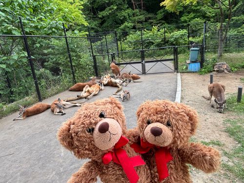 びびちゃんび！
カンガルーとも写真撮ったび！
かなり近くまで行くことできたび！
のんびりしてるカンガルーが多かったび！🦘