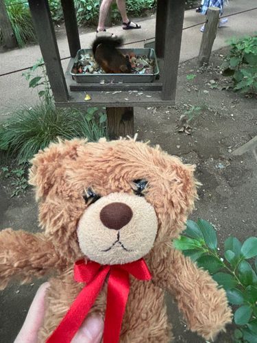 びびちゃんび！
井の頭自然文化園に行ってきたび！
ちっぷくんのように可愛いリスに癒されたびよ〜☺️☺️☺️
あんなに身近でリスを見たことなくて、とっても満足び！！