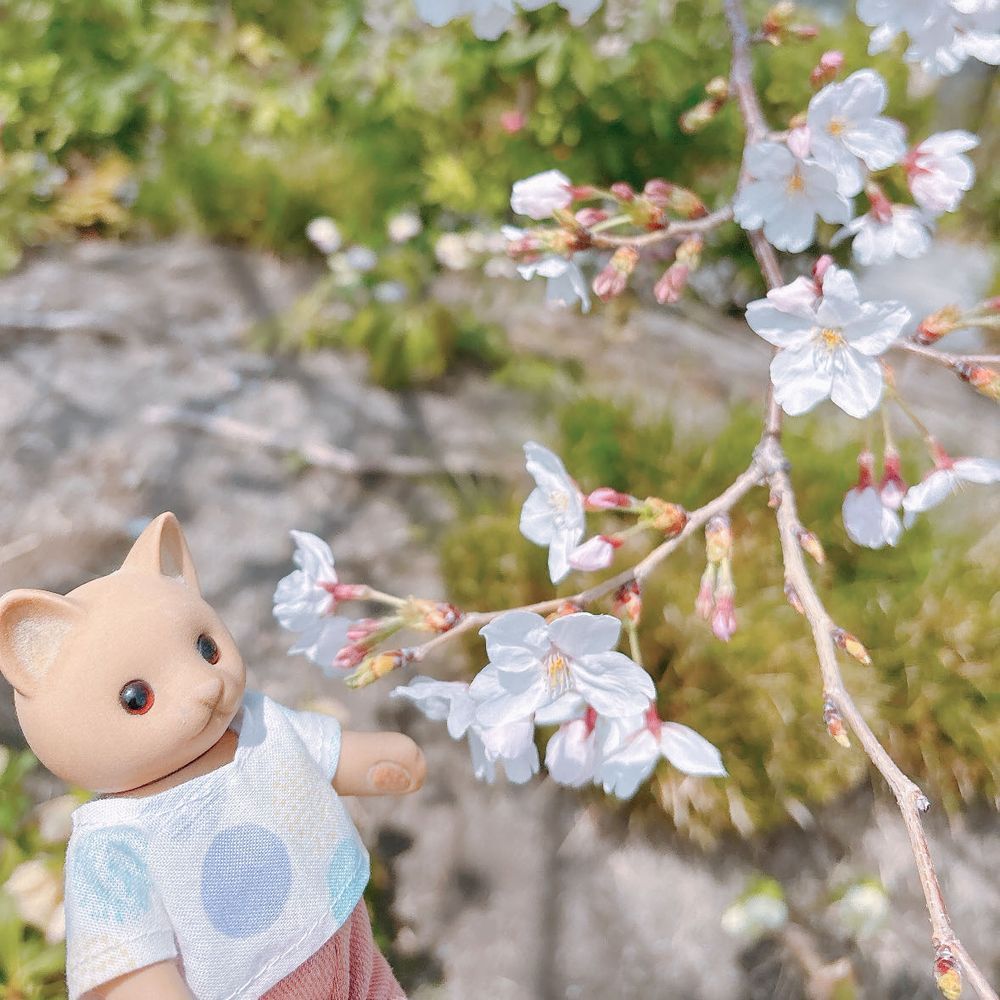 |•ω•｡)"…ﾁﾗｯ🌸

みんなおひさしぶりです🐱｡* ◌
ゆったりペースで、またみんなとおしゃべりできたらうれしいな🐾