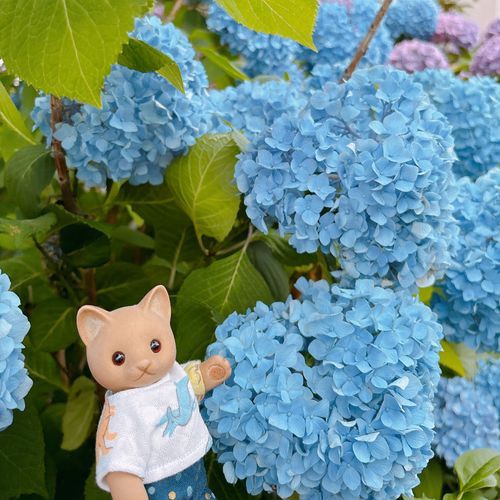 ことしの梅雨はちゃんと雨がふってるね☔️*॰
6月がおわる前にほんもののあじさい見ることができてよかった🐱💠🌿‬ ܸ