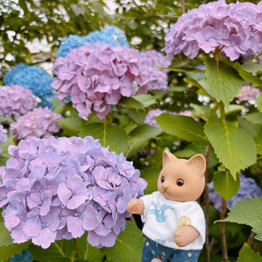ことしの梅雨はちゃんと雨がふってるね☔️*॰
6月がおわる前にほんもののあじさい見ることができてよかった🐱💠🌿‬ ܸ