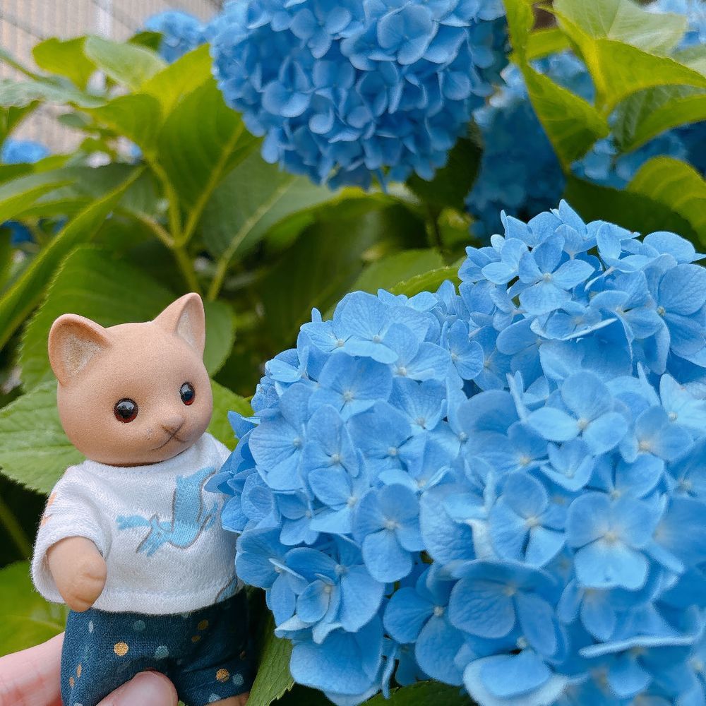 ことしの梅雨はちゃんと雨がふってるね☔️*॰
6月がおわる前にほんもののあじさい見ることができてよかった🐱💠🌿‬ ܸ