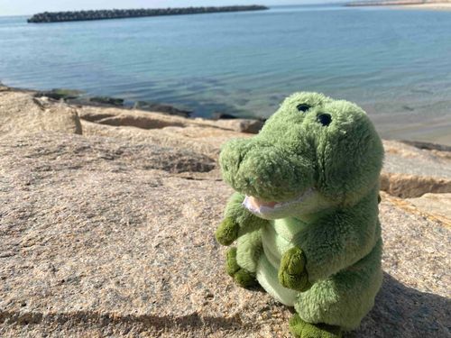 こんにちワニ〜🐊今日は祝日ということで、海にきたワニよぉ〜🐊✨
お友達に会って、美味しいカフェオレを飲んだワニ🐊✨
うみねこもいて、平和だったワニ...🐊✨