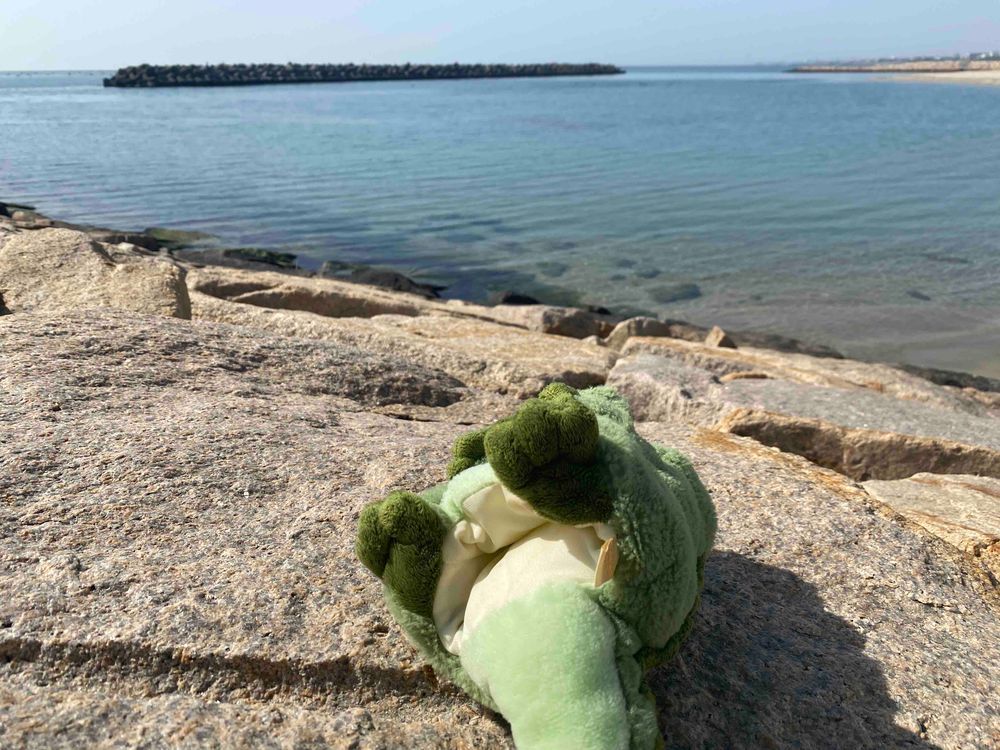こんにちワニ〜🐊今日は祝日ということで、海にきたワニよぉ〜🐊✨
お友達に会って、美味しいカフェオレを飲んだワニ🐊✨
うみねこもいて、平和だったワニ...🐊✨