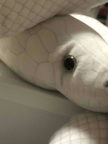 しんいりの へび べろが かわかないか しんぱい