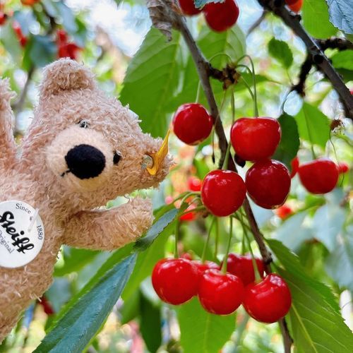 🍒