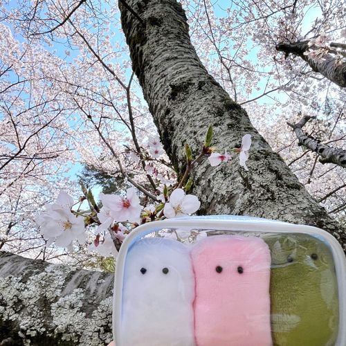 おはなみを しました！