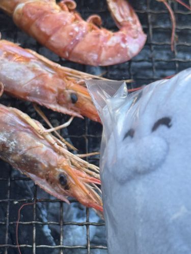 ゴロニャン！（キャンプに来ました。のんびりえびを食べています。美味しいです）