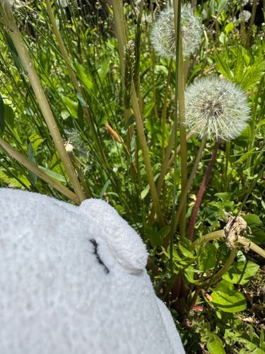 ゴロニャン！（田んぼの様子を見に行ったらたんぽぽの綿毛がありました。美味しそうですね）
