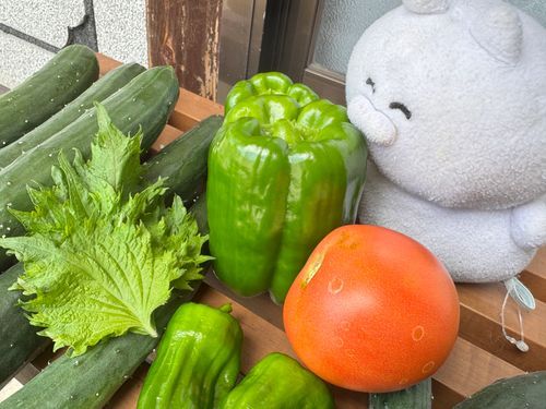 ごろにゃん（畑に行ってまいりました。たくさん収穫できて嬉しいのですがきゅうりがなかなか減らず……）