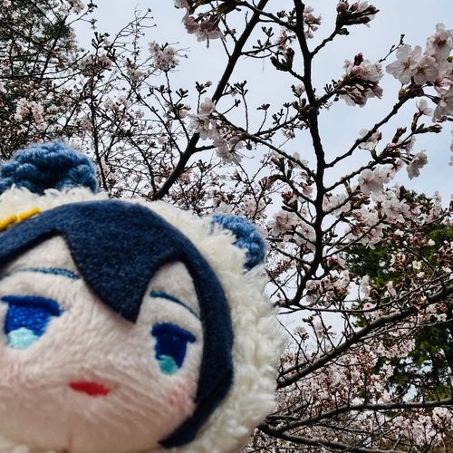 ことしは、すこしはやいはなみだな🌸