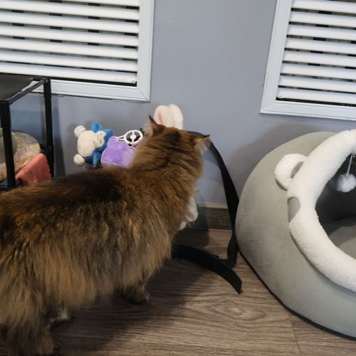 малюткаくんにきにいられた