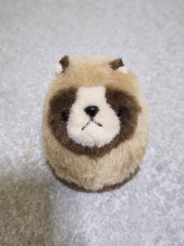 ボクはえぞたぬきの ゲンコツ です。緊張感を纏っています…