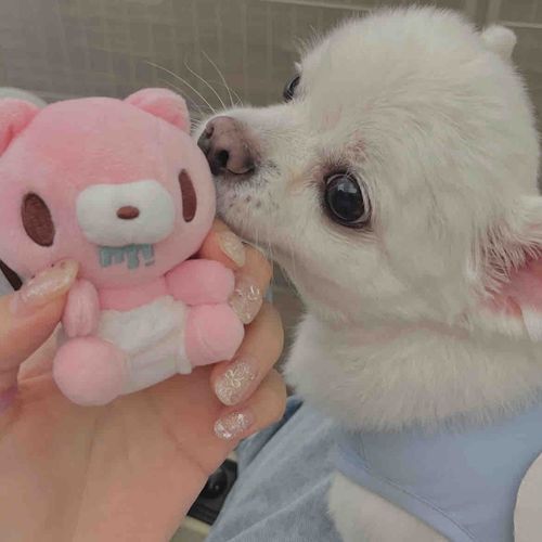 ドッグラン🐾