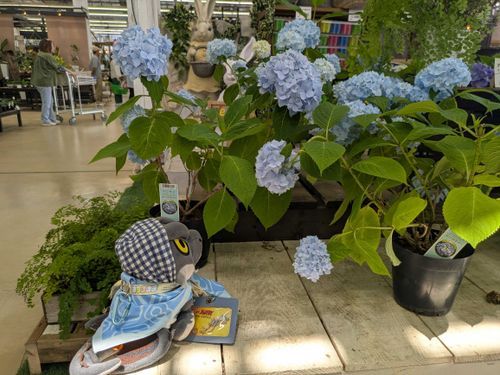紫陽花のシーズンだね