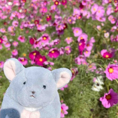 こすもすばたけ！ とってもきれい✨