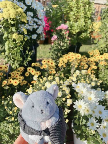 きのうは かいぬしと ふたりきりで おでかけ！ おっきな こうえんに いってきたよ 🌼 いべんと やってて すごく にぎわってた 🏃‍♂️