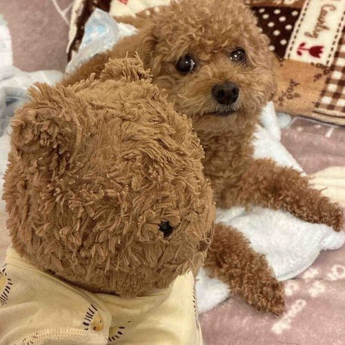 野球始まるから、くまたろう起こしました🐻‍💕寝癖ヤバめです(´˘`＊)
にっぽん🎌にっぽん🎌