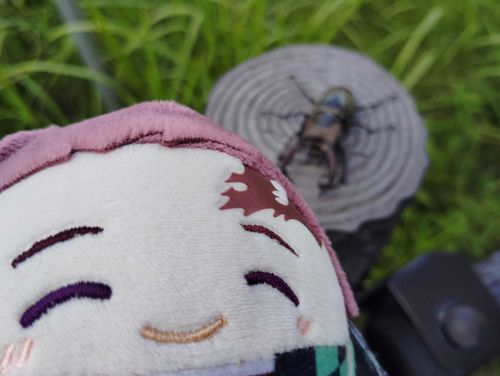 むし！