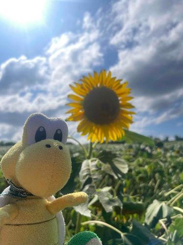 今年の夏に北海道に行ったノコ！
また行きたいノコ🌻
