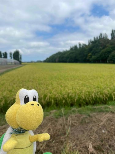 とうもろこし畑ノコ🌽
黄色と緑でノコちと同じ色ノコ〜！