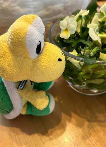 ノコちと同じ色のお花ノコ！🌼
きいろが1番好きノコ〜！