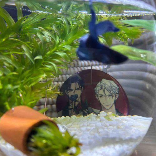 薫虎ちゃんにもお魚さんを見せてデートさせてる