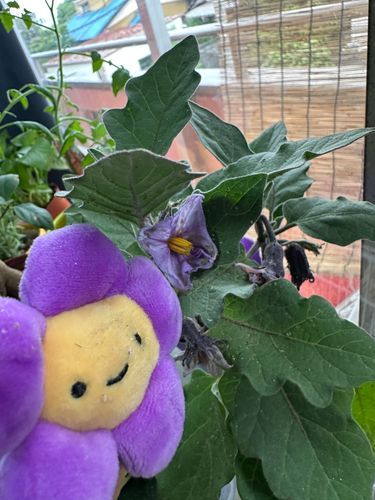 紫の花🌸茄子🍆だよ