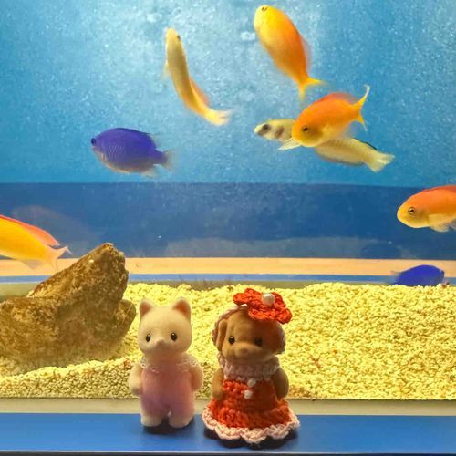 おさかな　…　きん　ちょ