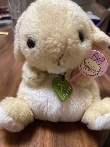 ころんちゃんです