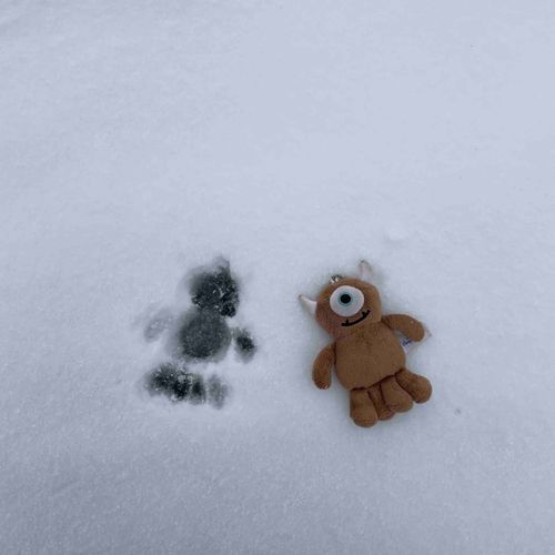 くっきり跡がついておもしろいね❄️