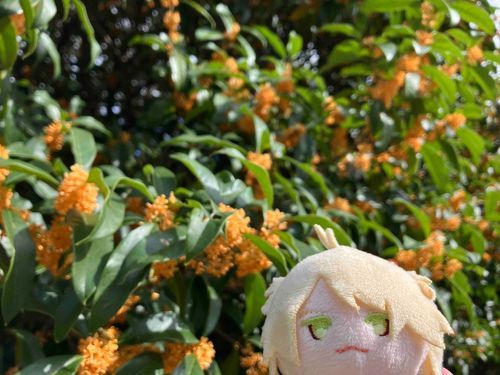 きんもくせい