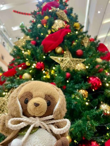 クリスマスまであと少し!🎄
みんなはサンタさんに何をおねがいするのかな(˙˙*)？
天ちゃんありすぎて悩んじゃうよ〜(´･з･`)