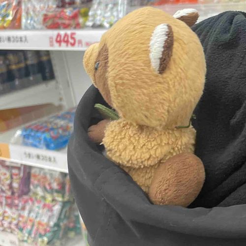 フードから見える世界に
天ちゃんかんげき✨️✨️
お出かけってたのしいね！
( *´﹀`* )♡♡