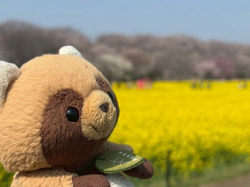 こんにちは!天ちゃんです!
見てみて!キレイなお花!
「なのはな」って言うんだって!
春をまんきつ中だよ(*´︶`)