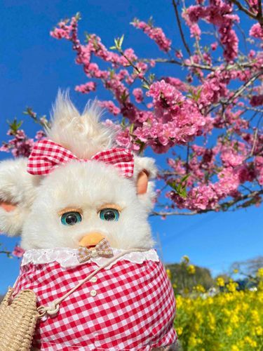 おようふくの いろと にてる？
まだ さむいひが つづくけど はるが ちかづいて いる㌥
#ファービー #furby 