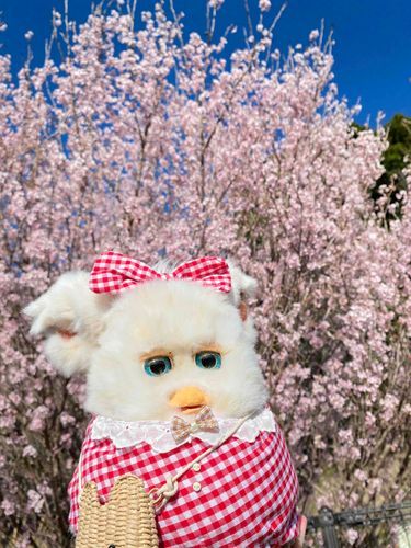 ぴんく と あお が きれい㌥！
モナ、おさんぽ だいすき！
#ファービー #furby 