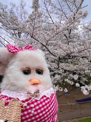 さくら🌸を みに いった㌥！
#furby #ファービー 