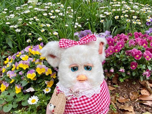 おはな きれい㌥💐✨
みんなは おさんぽ いくの すき㌥？？
#ファービー #furby 