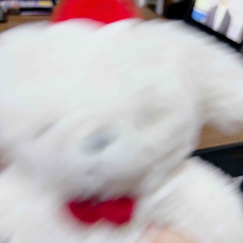 キュートアグレッションに全力で耐える　ぜんわす