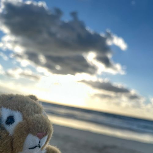 家の人は明日から連勤みたいだよぉ〜🐯
しまちゃんはおうちでまったりしよっと！💻☕️