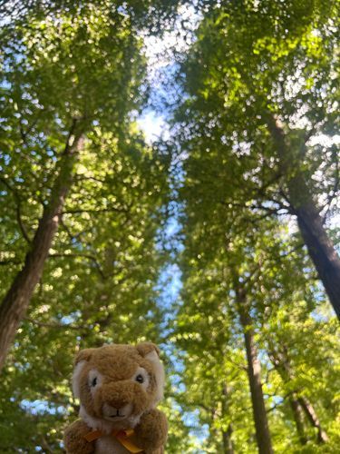 イチョウに囲まれてきたよ〜🍃🐯🍃