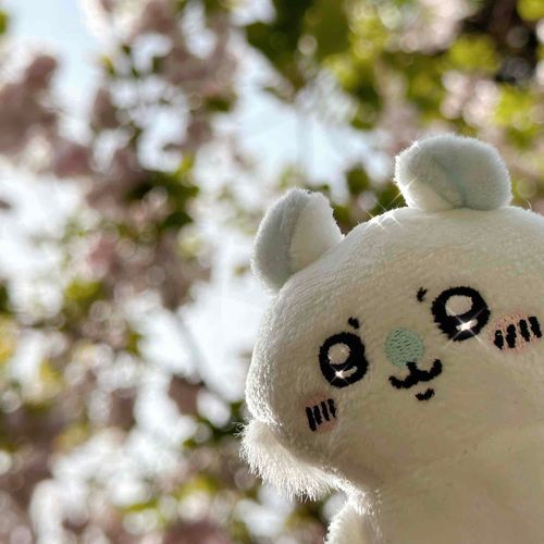 桜よりメイン